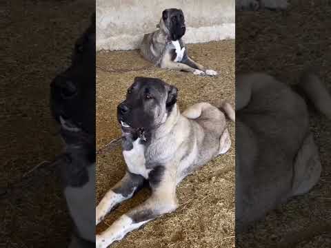 Videos of My Bernese Mountain Dog That Make Me Super Happy | Try Not to Smile 😁 #cutedog #dogvideo