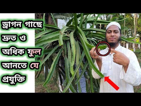 ড্রাগন ফলের টিপিং