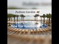 Palm Tree For Rooftop Garden In UAE 058 266 2554