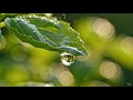 Basil Leaf Dew Drop Video