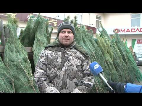 В Курске стоимость метра ёлки начинается от 500 рублей