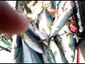 Yellow Tail Fishing Don Gabe Jimmy And Jay