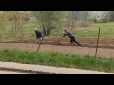  Facet orze pole babą 