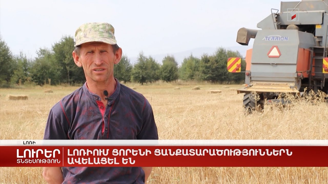 Լոռիում ցորենի ցանքատարածություններն ավելացել են
