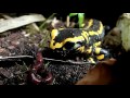 Adult Fire Salamander Feeding Time (Salamandra s. terrestris) || Feuersalamander Fütterung