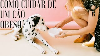 Alimentao Natural para Cachorro Gordo.