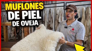 Video de Cuero de oveja – Muflón