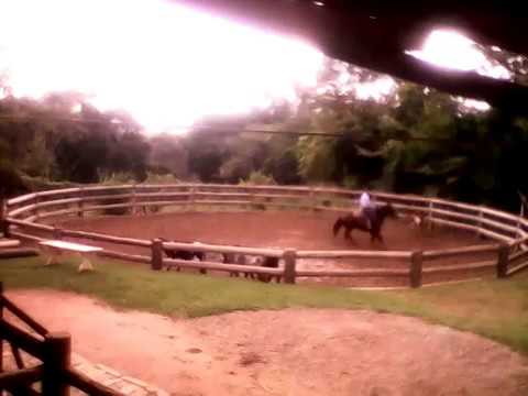 Cutting Horse Training 14 . 06 . 2017 .