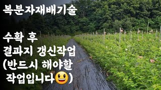 복분자 수확 후 결과지 갱신작업 / 반드시 해야할 작업입니다)