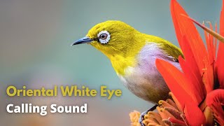 Download lagu Suara pemanggil burung pleci mp3 Download lagu Suara pemanggil burung pleci mp3