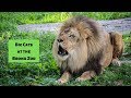 Big Cats At The Bronx Zoo