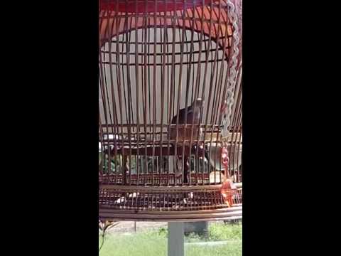 Merbok B harap2 jadi hero