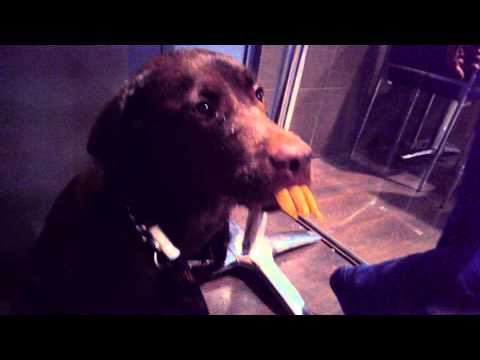 TARA labradora chocolate aguanta comida