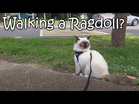 Walking a Ragdoll Kitten for the First Time
