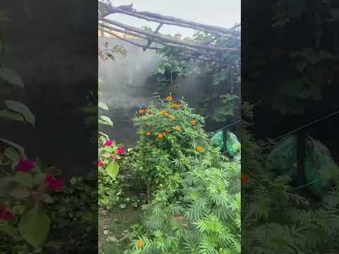 #kudrat #garden #satindersartaj #flowers