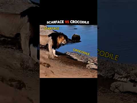 Crocodile Vs Scarface Lion 💀🥵