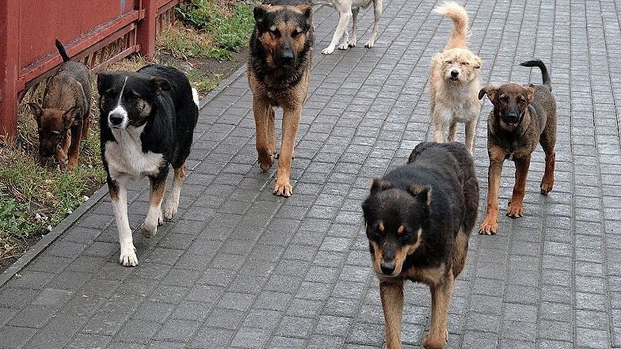 #Ուղիղ. ԱԺ-ում թափառող կենդանիների խնդիրների հարցով լսումներ են