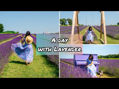 Lavender farm near Toronto #lavender #vlog #travelgram #bengalivlog #mom #travelmom #flowers #farm