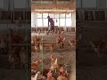 Poultry farmers in Sierra Leone #africa #America #nigeria #sierraleone