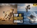 Top 10 Fastest Animals In The World Unbelievable Speeds You Won T Believe
