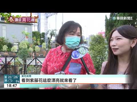 一年10天浪漫盛開！淡水紫藤花園開園遊客湧入