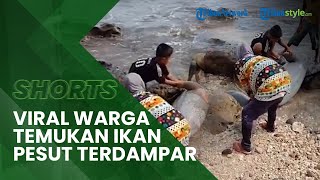 Warga sedang Ngabuburit Dihebohkan dengan Penemuan Ikan Pesut yang Terdampar