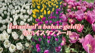 İstanbul’a bahar geldi 🌷春のイスタンブールでチューリップ祭り！