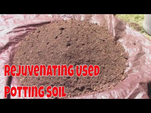 Explosive Ember Pepper Growing From Seedling Through The Summer