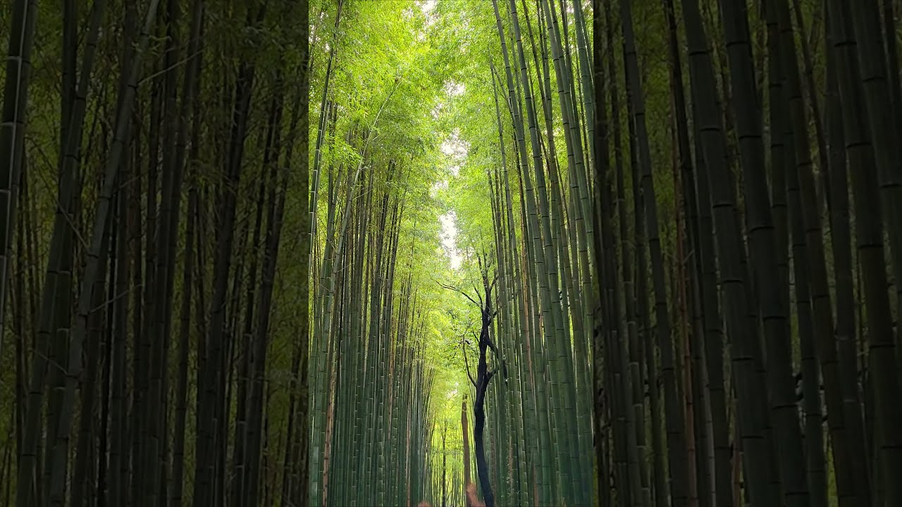 YouTube Short thumbnail