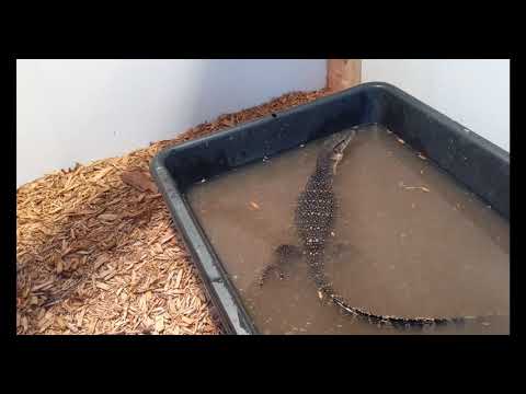 download lagu mp3 mp4 Nile Monitor Enclosure Size, download lagu Nile Monitor Enclosure Size gratis, unduh video klip Nile Monitor Enclosure Size