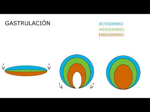 Langman: Chapter 5 - Third Week of Development. (Summary)
