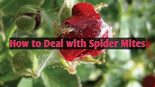 Spider Mites and Roses. Symptoms, causes and treatments.