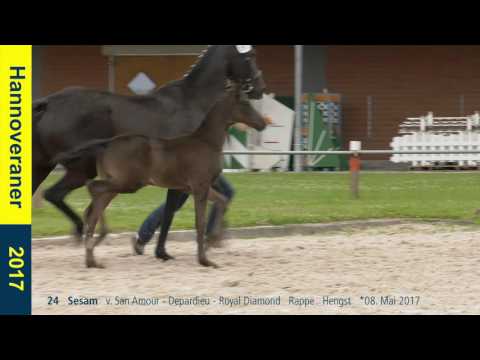 24   Sesam   v. San Amour - Depardieu - Royal Diamond