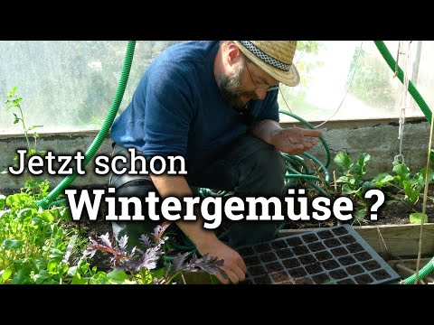 Wintergemüse rechtzeitig vorziehen