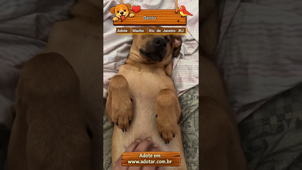 Cachorro raça SRD-ViraLata idade 2 a 6 meses nome Bento