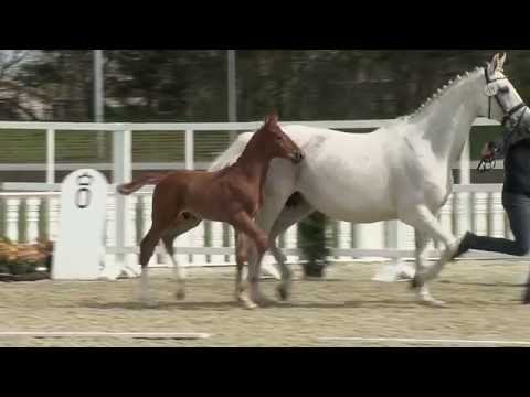 Hf v Diamant de Semilly x Chellano Z