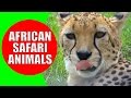 African Safari Animals For Kids Children Learn African Animals And African Wildlife Sounds