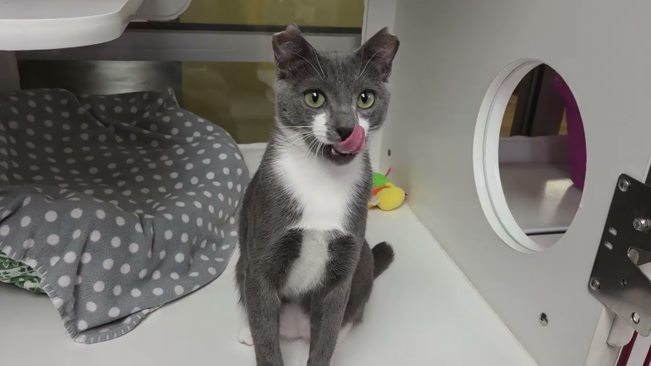 Enlarge Toby, a ADOPTABLE Domestic Short Hair in Marshfield, WI video 6/6