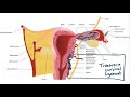 USMLE Step 1 Anatomy - Female Ligaments and Local Structures