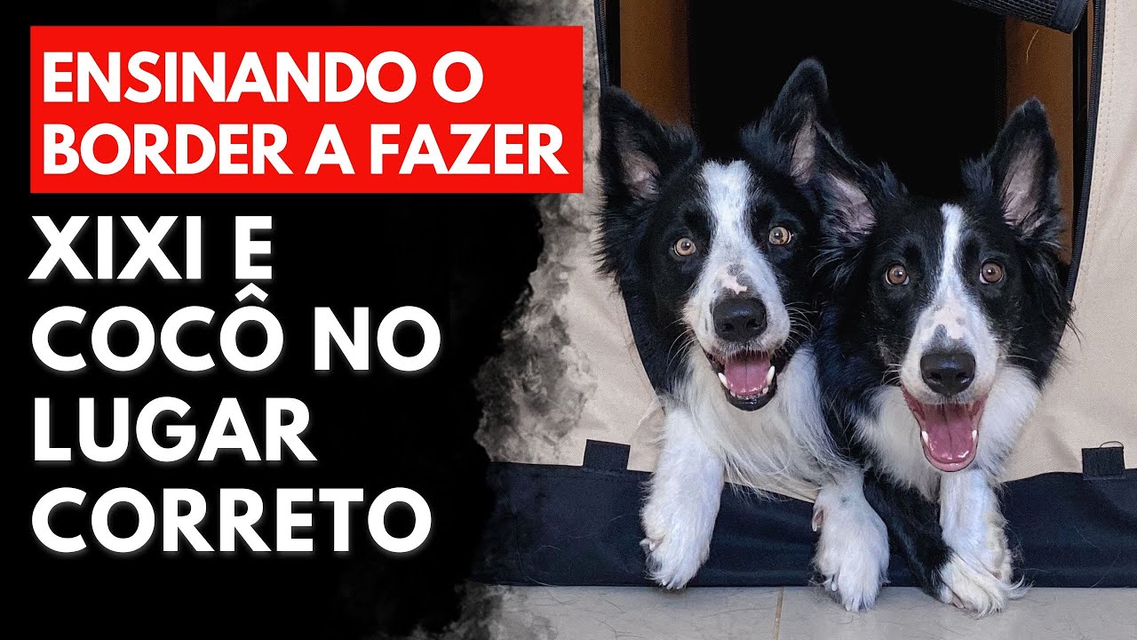 Ensinando meu Border Collie a fazer xixi e cocô no lugar correto