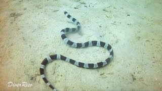 preview picture of video 'AWAS - Mabul Island - Malaysia , Diving With Scuba Junkie'