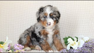 Video preview image #1 Bernedoodle (Miniature) Puppy For Sale in GORDONVILLE, PA, USA