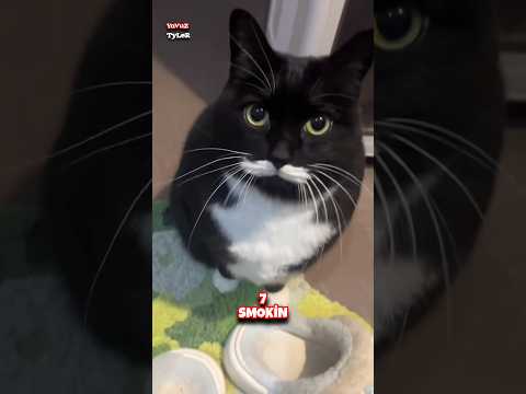 Çocukların en çok sevdiği kedi cinsleri