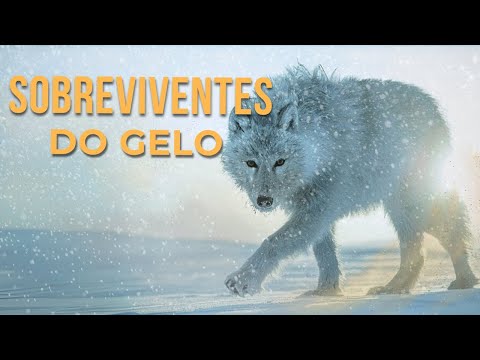 SOBREVIVENTES DO GELO | Os Animais que Desafiam o Frio Extremo | Documentário Completo