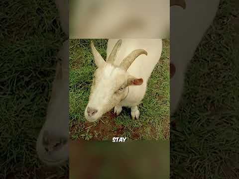 Animals Protecting Their Sleeping Owner 💤