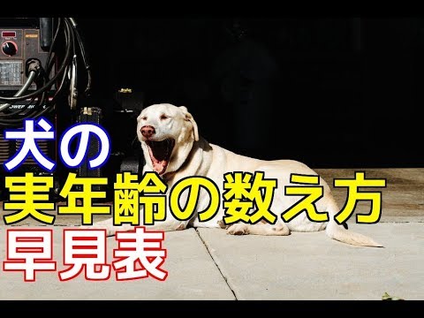 犬の年齢を知る方法