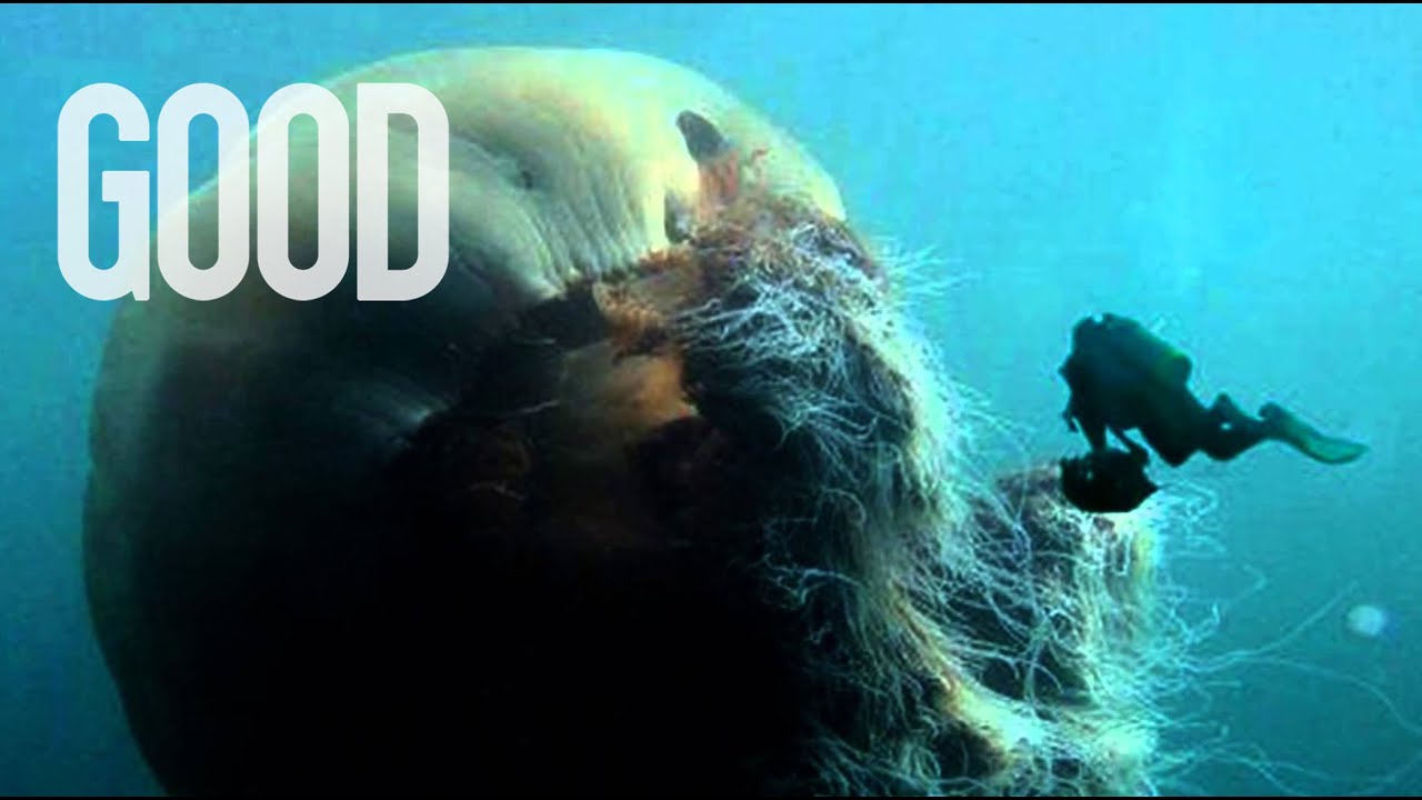 Attack Of The Giant Jellyfish
