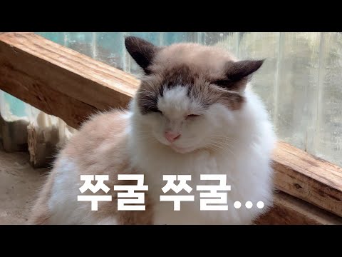거대 고양이 때문에 기가 죽은 고양이｜끝도 없이 자라나는 버섯 뽑기(동충하초도 있음)