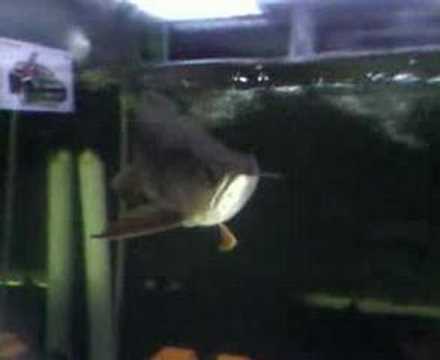 Roisu Arowana 01