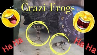 Crazi Frogs